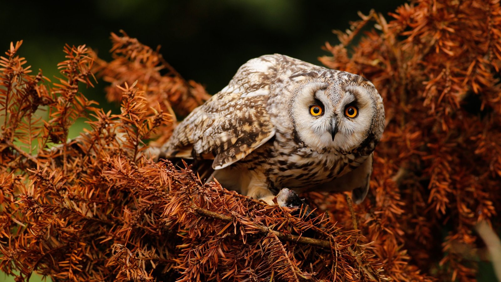  - Abigail Mind Body Soul